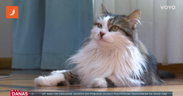 Riječka gradonačelnica imat će preslatkog pomoćnika, mačak Miško živi u njenom uredu