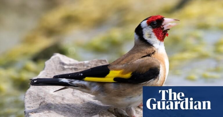 How a dawn chorus break in Gloucestershire opened my ears to the birds | Gloucestershire holidays