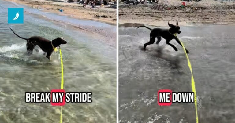 VIDEO: Ptičarka obožava more. Vlasnici snimili kako uzbuđeno trči i uživa