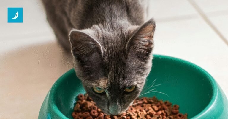 Mokra ili suha hrana? Veterinari otkrivaju što je najbolje za mačku