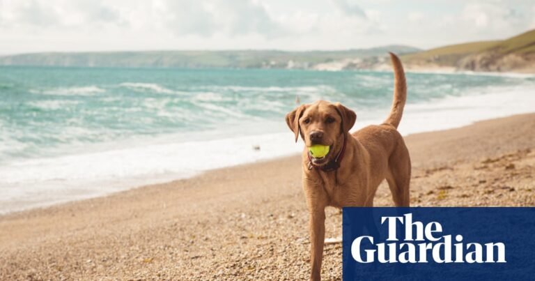 ‘The hotel had a dog spa’: readers’ favourite dog-friendly holidays | Family holidays