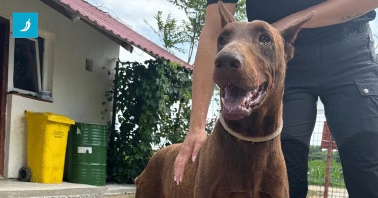 Vlasnica je napustila kuću, a Tysona ostavila vezanog lancem u praznom dvorištu