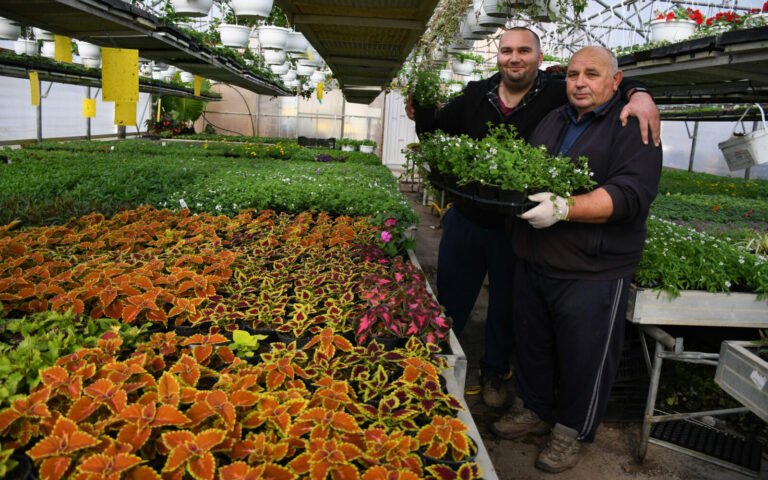 Ovisni smo o cvijeću iz Nizozemske, domaća proizvodnja na rubu