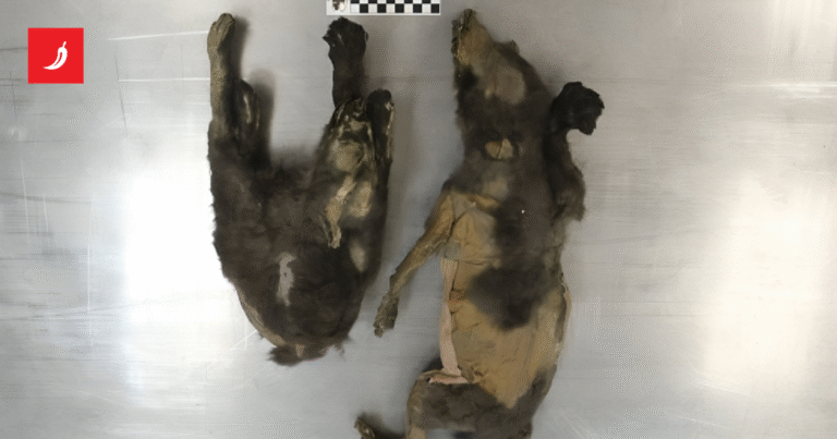 Istraživanje: Mumificirani “štenci” stari 14.000 godina uopće nisu psi