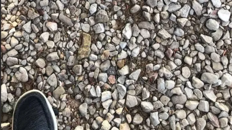 Potraga za zmijom mnogima je bio pravi izazov na Redditu