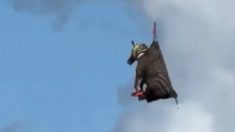 Ed iz Tennesseea: Zebra bjegunac postala zvijezda interneta, sad se vraća kući – helikopterom!