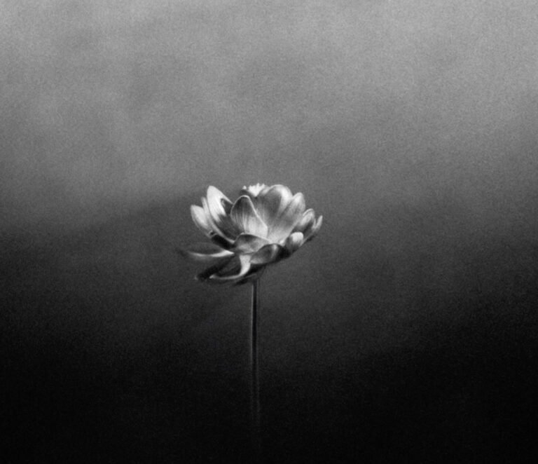 Kritika albuma by Anđelo Jurkas: Little Simz: Lotus