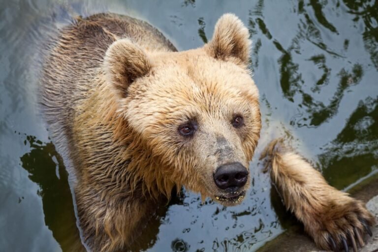 Massive Brown Bear’s Nighttime Swim Session Is the Ultimate Relaxation