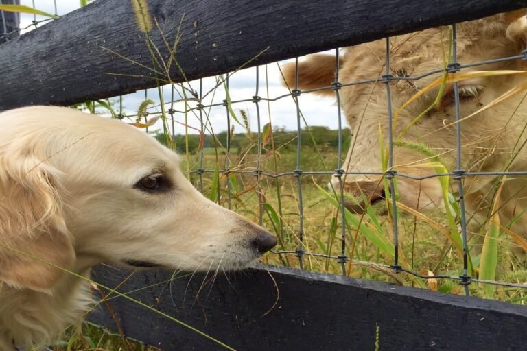 Adorable Cow Refuses To Stop Licking Golden Retriever Bestie in Precious Video