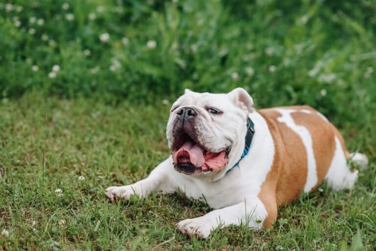 Bulldog and Newfie Puppies' Instant Bestie Connection Is Melting Hearts