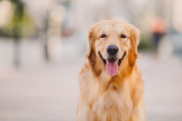 Golden Retriever's Proud Smile While Being Sung 'Happy Birthday' Is Everything