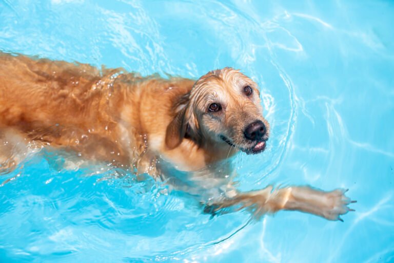 Golden Retriever's Reaction to Mom Opening the Pool for the Summer Is Brightening Timelines