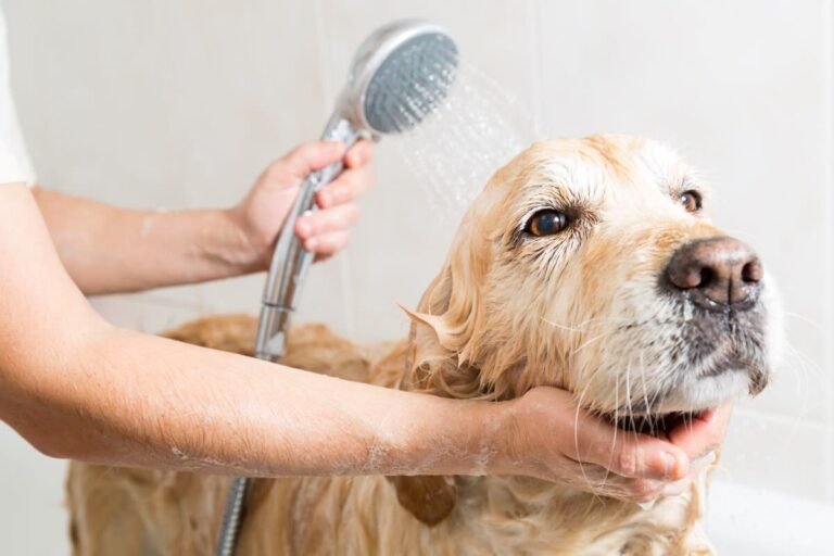 Labrador’s Look of Ultimate Defeat When Human Forces Him To Take a Bath Is Priceless