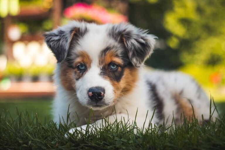 Mini Australian Shepherd’s First Time Playing With New Rainbow Ball Is Total Cuteness Overload
