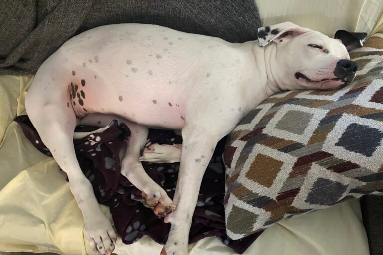 Happy Pit Bull’s Magical Flip Onto Couch Is the Joy We All Need Right Now