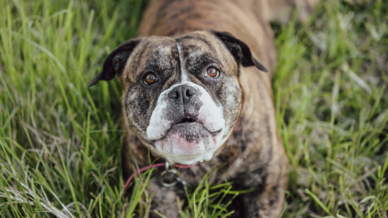Cat's Tender Loving Care for Bulldog Sibling Diagnosed with Cancer Is Everything