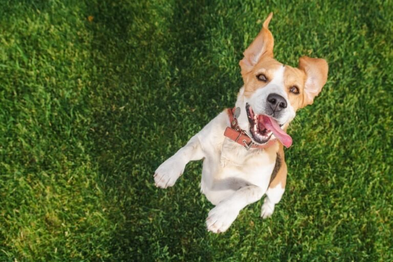 Tiny Foster Dog Has Finally Mastered the ‘Playful Pounce’ and Her Siblings Will Never Know Peace Again