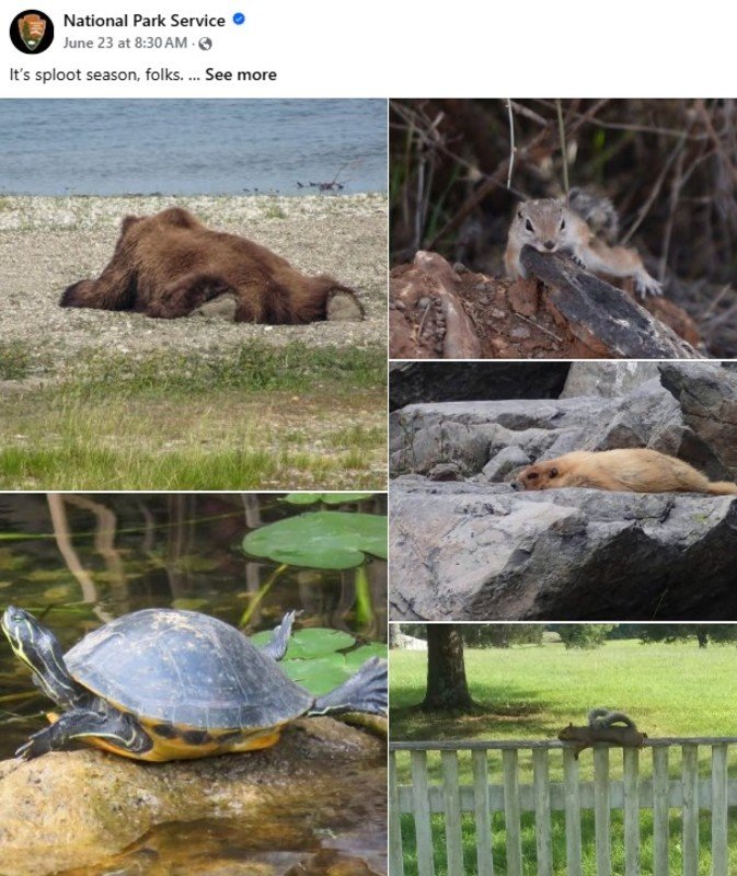 National Park Service Shares Photos of Animals 'Splooting' and People Can't Get Enough