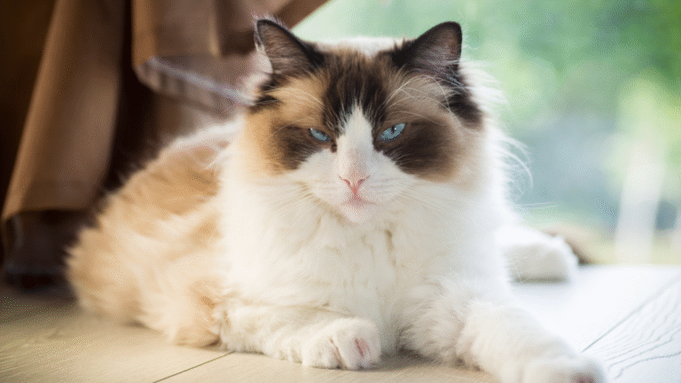 Cats' Sleep-Deprived Faces As Human Baby Keep Crying Are Downright Priceless