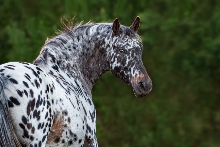Appaloosa Horse 'Begging Other Horses to Like Him' Tugs at the Heartstrings