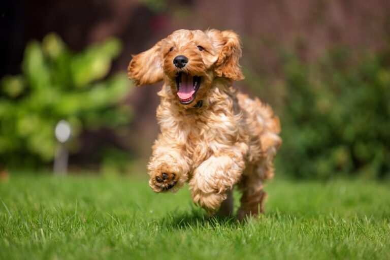 Cockapoo Who Can't Contain Her Joy While 'Reuniting With College Roommates' Is The Ultimate Girl's Girl