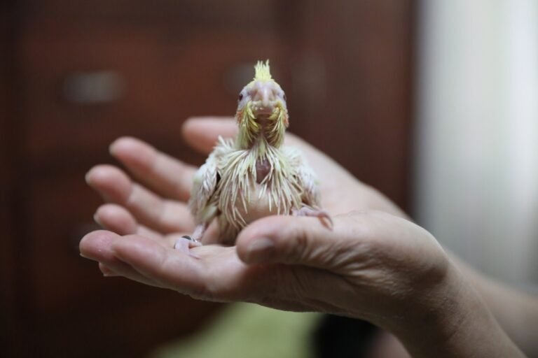 San Antonio Zoo's Video of Three Baby Cockatoos at Different Stages of Growth Quickly Goes Viral