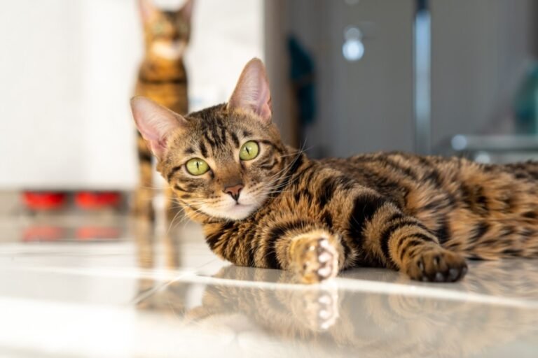 Bengal Cat Named George Responds to Commands Just Like a Dog