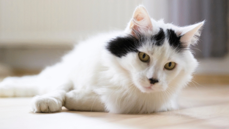 Wide-Eyed Rescue Cat Named 'Albert Einstein' Is Charming Everyone with His Smart Looks