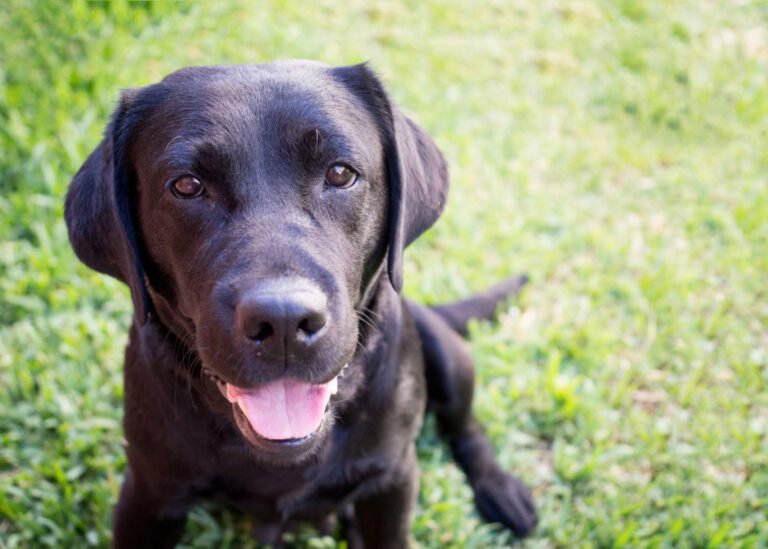 Black Labrador 'Bat Dog' Patiently Waiting for His 'Job' at Ball Game Is Pure Sweetness