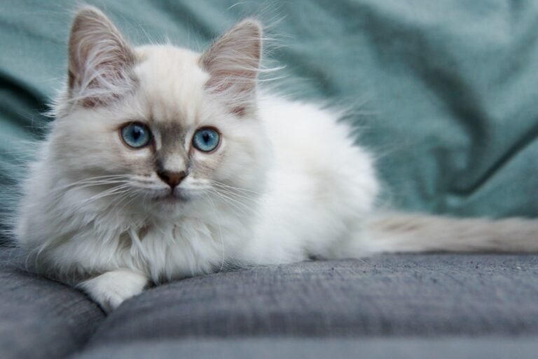 Ragdoll Kitten's Obsession With Newborn Baby Brother Has People Sobbing