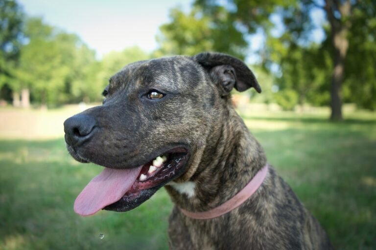 Moment Nervous Foster Dog Finally 'Realizes She Can Be Comfy' Has People in Tears