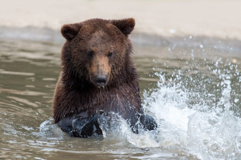 Unbothered California Black Bear Celebrates Summer With Epic Pool Day in Resident's Backyard