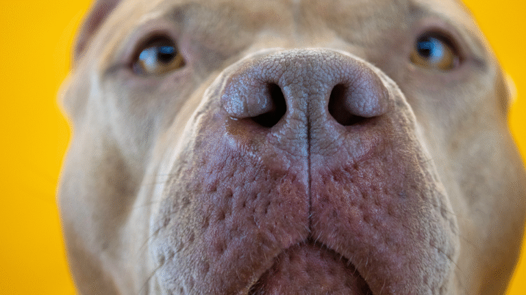 Dad Is Stunned When His Bully Dog Comes Into the Kitchen With a Fresh New Pair of Eyebrows