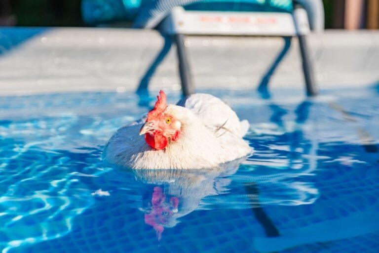 Chicken Who 'Identifies as a Duck' Hits the Pool to Cool Off on a Hot Summer Day