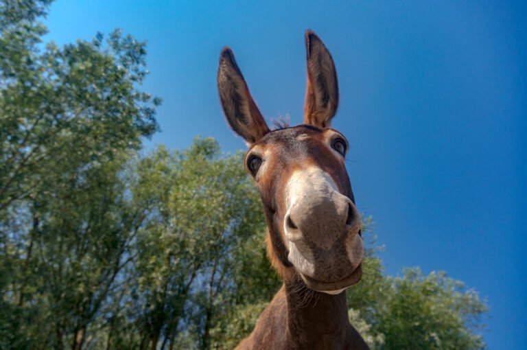Chatty Donkey's Morning Greeting Has People Hollering with Laughter