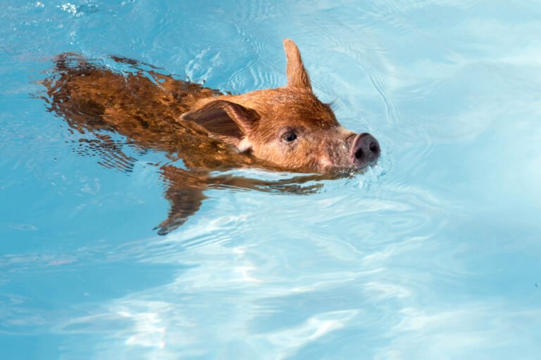 Pet Pig's Sweet Reaction to Getting Her Own Pool Is Melting Hearts