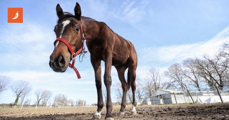 Etno farma Mirnovec nudi smještaj za konje s Hipodroma tijekom Thompsonova koncerta