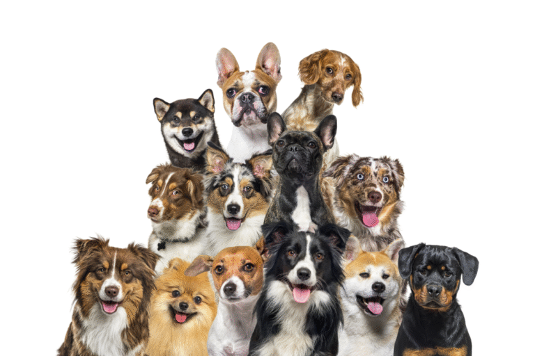 America's Favorite Dog Breed Was Just Named—And It's Exactly What Everyone Expected