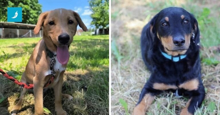 Dva slatkiša, Enes i Elias, čekaju da im netko da priliku i promijeni život