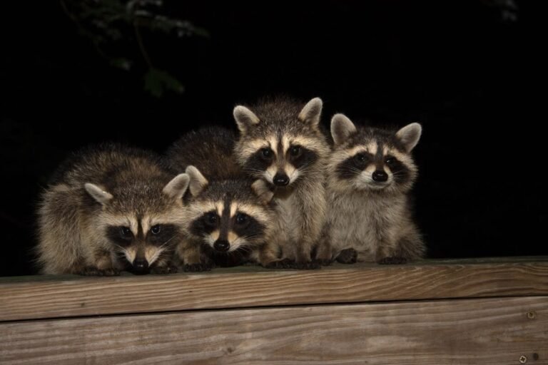 Mama Raccoon Drops Pups Off at Backyard Patio Like It’s a Daycare, and Chaotic Cuteness Ensues