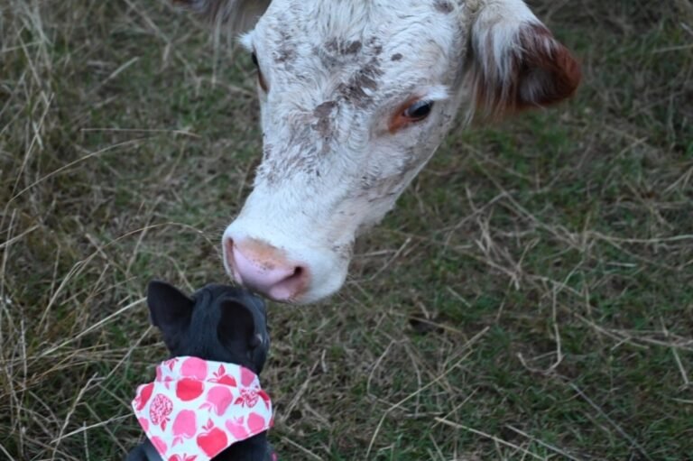 French Bulldog Who Has ‘A Way With the Ladies’ Gets Kisses From Friendly Cows