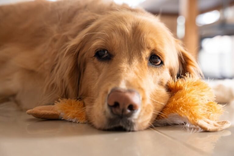 Golden Retriever Pulls Off Ultimate Stuffy Heist Right Under His Sister's Nose