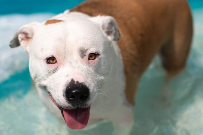 Bull Terrier Playing on a Slip N Slide Is Giving Major Summer Vibes