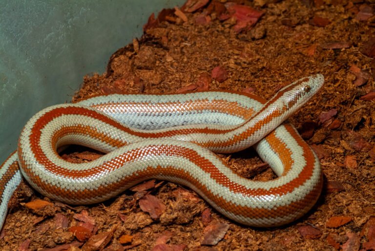 8 Small Pet Snakes That Are Perfect for Beginners and Hiss-torically Easy to Love