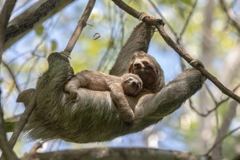 Man Reunites Baby Sloth with Mom and She Says 'Thank You' in the Sweetest Way Possible