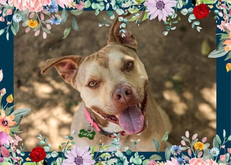 Playful Shelter Pit Bull Can't Help But Get the Zoomies Despite Waiting 5 Months With No Adoption Interest