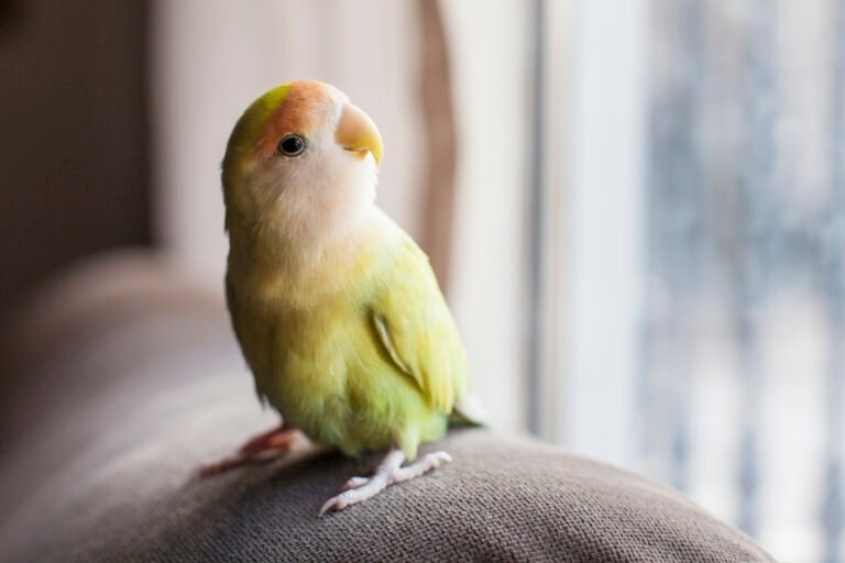 250+ Cool and Creative Names for Your Parrot or Parakeet