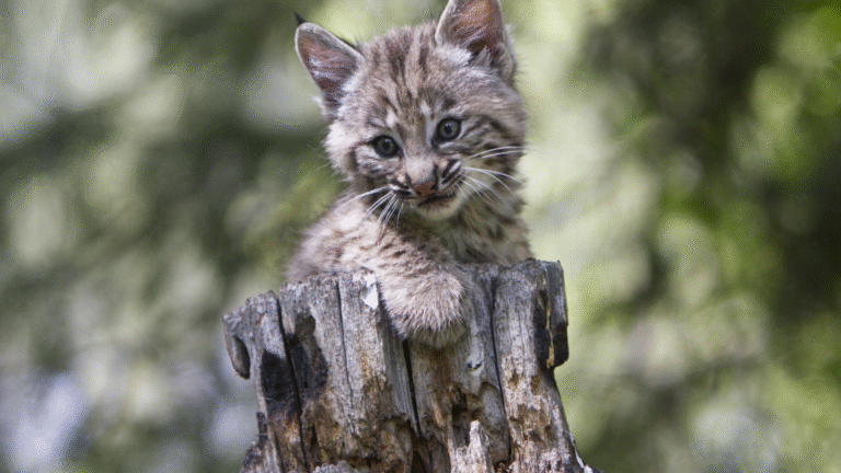 Moment Bobcat Kitten Is Reunited With Mom After Bad Storm Is Touching Hearts