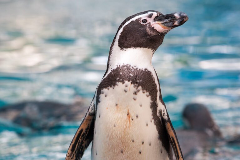 Penguin 'Throws Out' First Pitch at White Sox Game and The Crowd Goes Wild