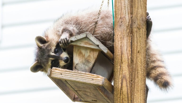Raccoon "Thief' Steals Family's Backyard Bird Feeder Like a Scene Straight Out of 'Mission Impossible'